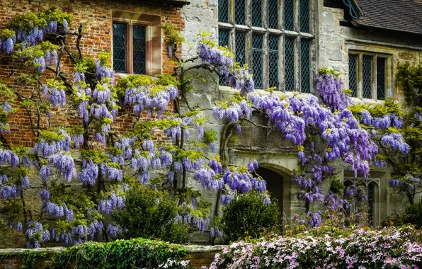 Summer, flowers, house, castle, wall, branch, Windows, garden