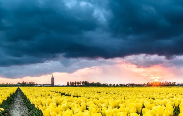 Clouds, tulips, Netherlands, plantation