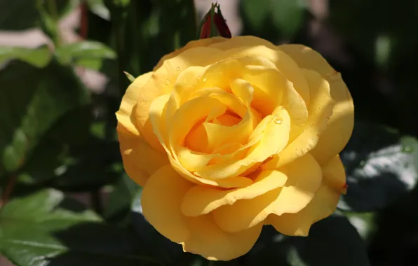 Flower, leaves, drops, light, the dark background, rose, yellow