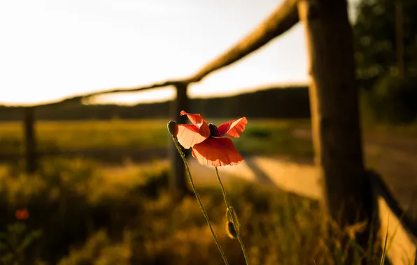 Field, forest, flower, summer, the sky, light, flowers, red