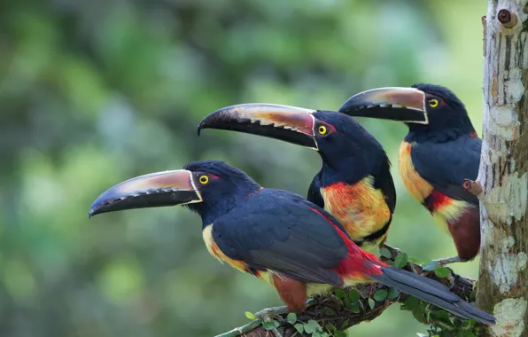 Birds, branch, toucans, aracari