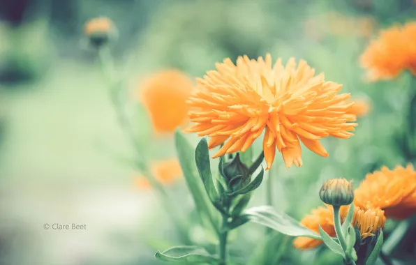 Flower, flowers, orange, blur, buds, Clare Beet