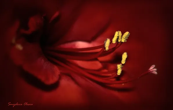 Macro, flowers, red