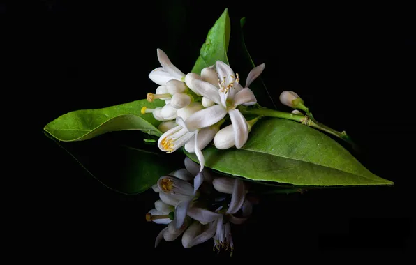 Picture leaves, branch, white, flowers, flowering