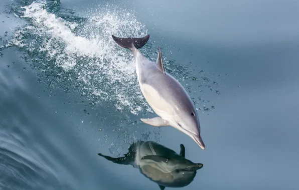 Water, squirt, Dolphin, reflection, jump