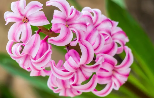 Macro, pink, hyacinth