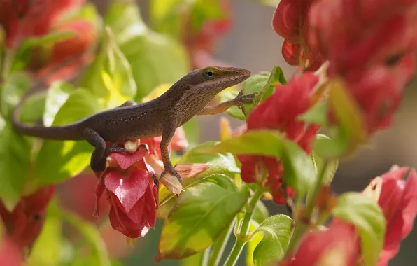 Leaves, light, flowers, pose, stems, lizard, red, bokeh