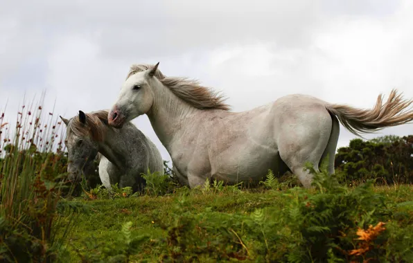 Picture summer, nature, horse, horse, two
