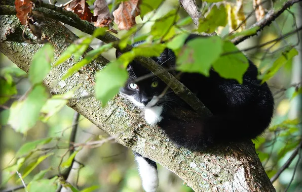 Cat, summer, cat, look, branches, pose, tree, black and white