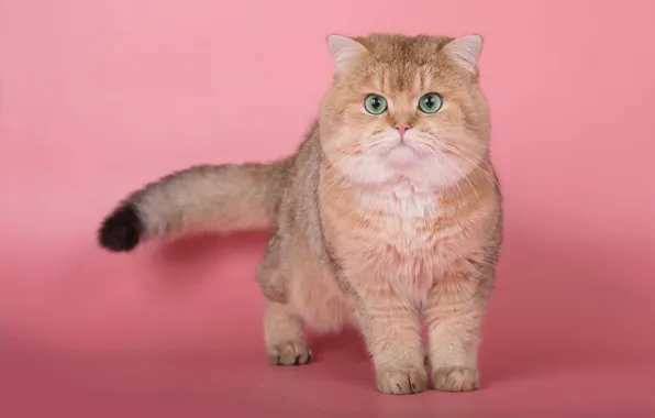 Cat, cat, look, pose, kitty, paws, red, muzzle