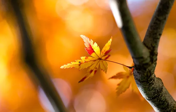 Autumn, sheet, tree