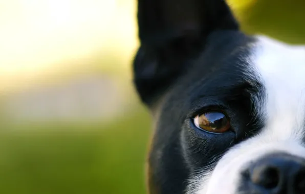 Face, macro, dog