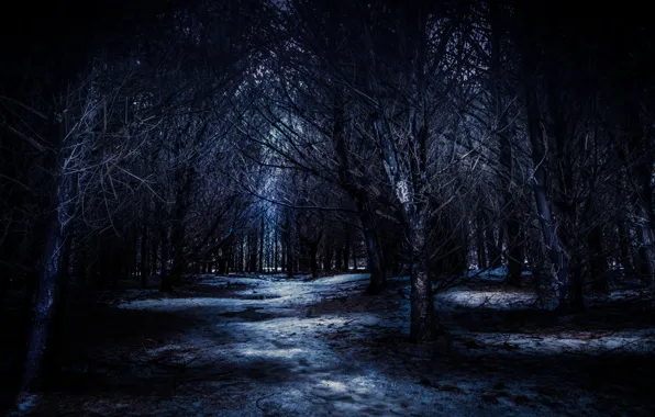 Forest, trees, night, nature