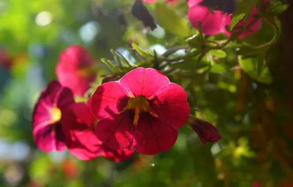 Picture Spring, Spring, Red flowers, Red flowers