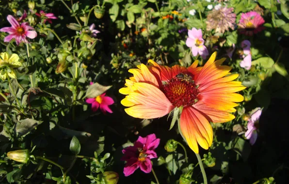 Summer, flowers, bee