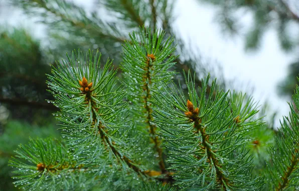 Tree, pine, twig