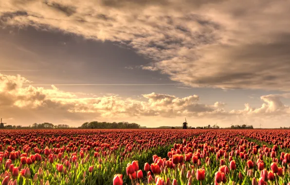 Field, the sky, clouds, light, flowers, beauty, spring, horizon
