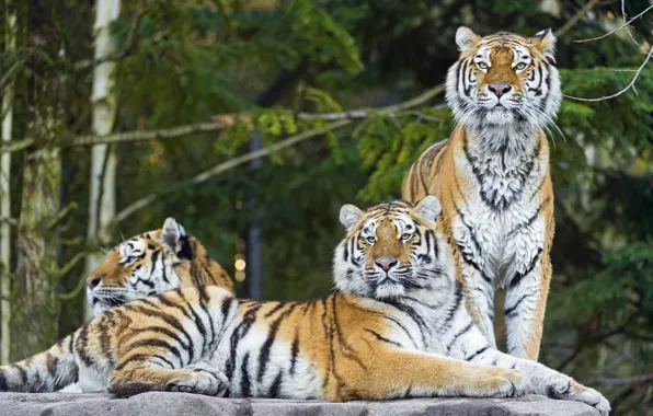 Picture cat, predator, tigers, the Amur tiger, Trinity, ©Tambako The Jaguar
