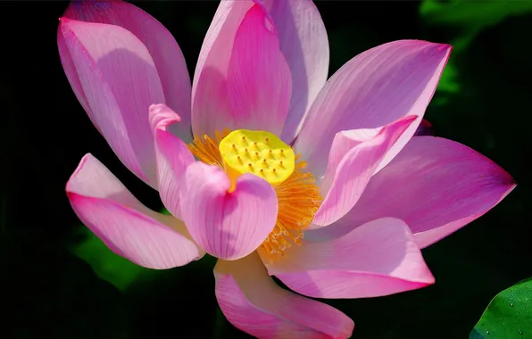 Picture flower, petals, Lotus