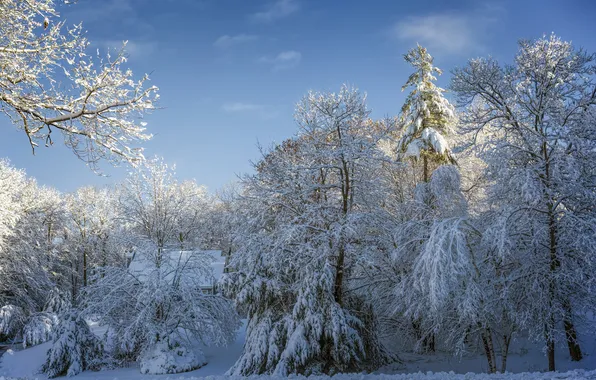 Picture winter, forest, the sky, snow, trees, house