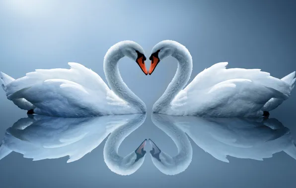 Picture reflection, heart, pair, white swans