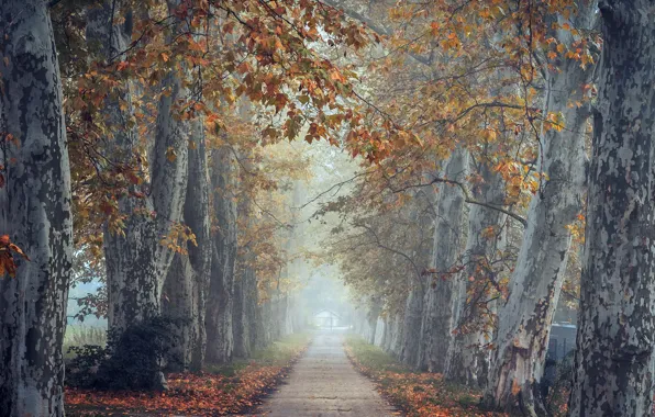 Road, trees, fog