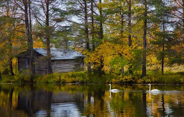 Autumn, forest, trees, lake, shore, house, swans, Finland