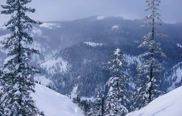 Winter, forest, snow, trees, mountains, panorama, Russia, Khabarovsk Krai