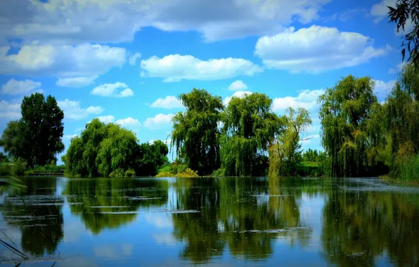 Wallpaper lake, willow by the pond, beautiful pond images for desktop ...