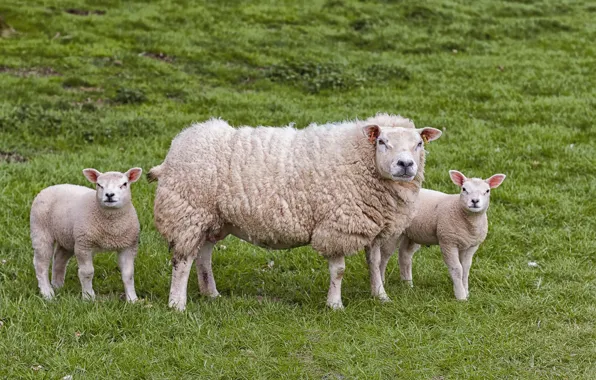 Field, sheep, sheep, trio, mother, lamb, lambs, lambs