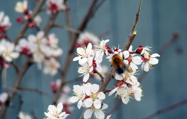 Flowers, cherry, heat, spring, blooms, bumblebee