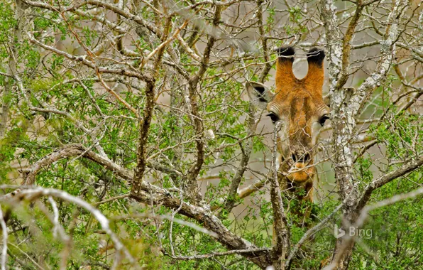Picture trees, branches, giraffe, Africa