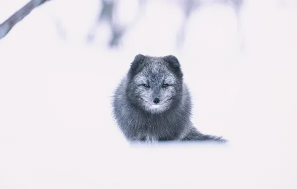 Picture winter, look, face, snow, trees, nature, pose, grey