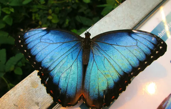 Microsemi, butterfly, wings, insect, beautiful, closeup