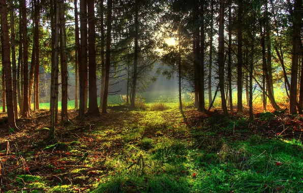 Picture forest, grass, the sun, trees