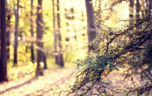 Forest, light, nature, glare