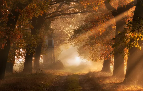 Road, autumn, light, trees, nature