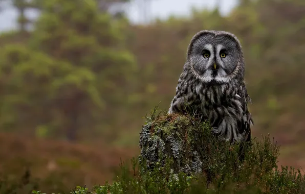 Picture owl, stump, Great grey owl