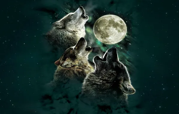 Picture Moon, animal, wolf, digital art, animal themes, group of animals