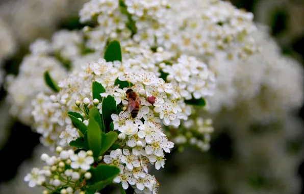 Spring, Spring, Wasp, Hawthorn, Hawthorn, Flowering Hawthorn, Flowering, OSA