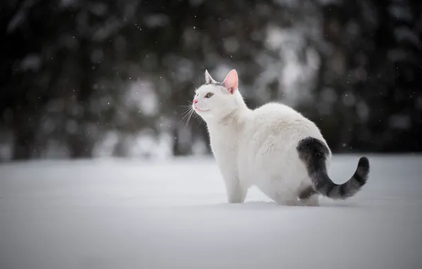 Picture winter, cat, snow, cat