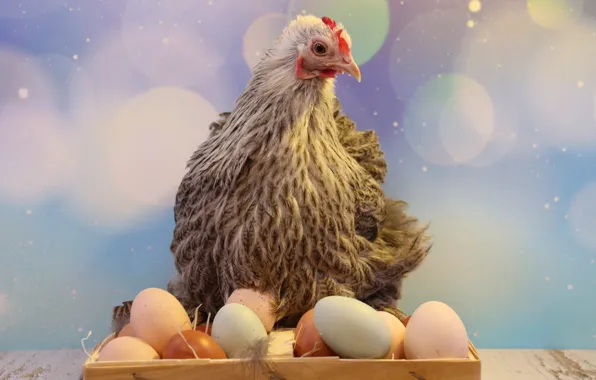 Background, bird, eggs, chicken, box, bokeh, lemming, Kura