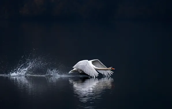 Squirt, the dark background, bird, Swan, the rise, pond