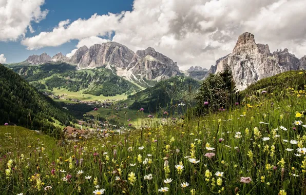Picture flowers, mountains, meadow
