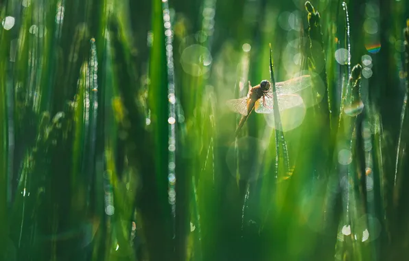 Greens, grass, drops, macro, light, Rosa, dragonfly, bokeh