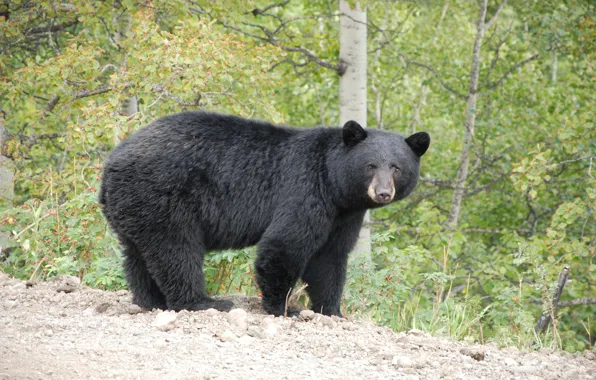 Nature, bear, baribal