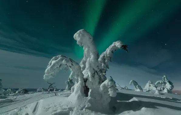 Winter, trees, landscape, night, nature, Northern lights, polar lights, snow