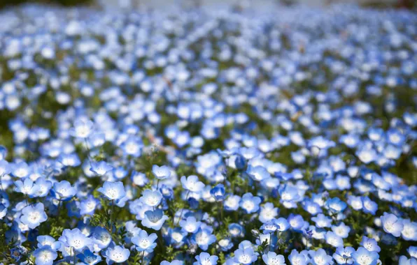 Picture field, flowers, petals, blur, blue, bokeh, Nemophila