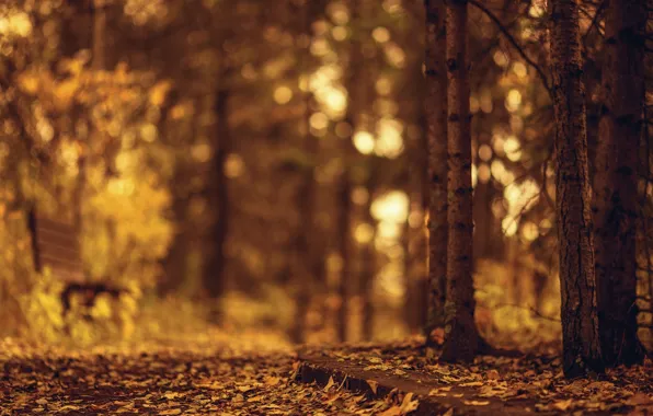 Autumn, leaves, trees, bench, nature, background, tree, widescreen