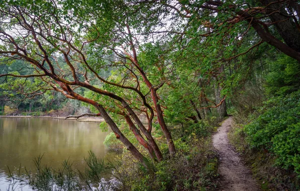 Autumn, landscape, branches, nature, lake, tree, beauty, trail